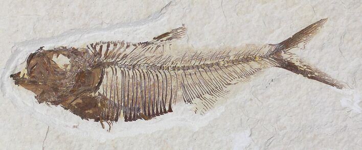 Diplomystus Fossil Fish - Wyoming #22356